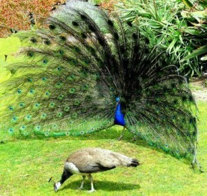 7467410-the-peafowl-mating-ritual